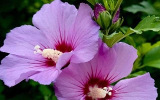 家里可以养木槿花吗，家里不适合养木槿花