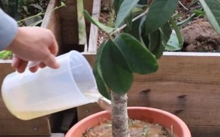 桂花的叶子掉光了还能成活吗，只要根部没受损便可活