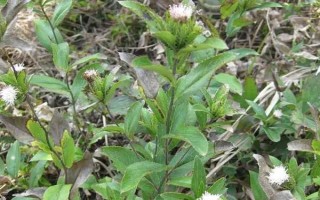 白术和苍术的区别是什么，来源、形状和产地均不同