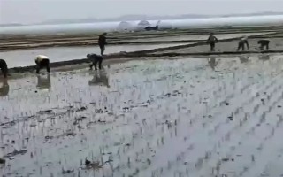 海瓜子怎么养殖，排干水塘再将种苗均匀撒在塘面上