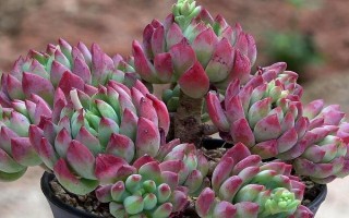 多肉的生长速度，大部分品种都能快速生长