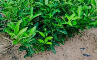 金桔的栽培种植技术，栽种金桔需要肥沃松软的土壤