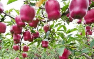 花牛苹果怎么种植，盛果期要大量追施有机肥