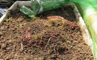 蚯蚓没有销路如何解决，卖给渔具店是不错的选择