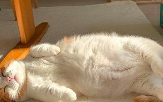 春季养猫的注意事项，一定要定期驱虫