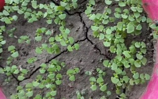 荆芥的种植管理方法,育苗间苗时可以结合松土一次