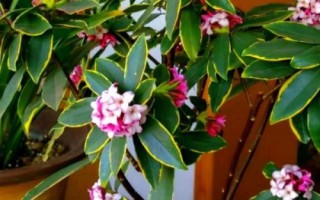 瑞香花如何养殖以及要注意什么,春季现蕾前可接受全日照