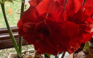 朱顶红叶片发黄如何处理，不同情况所采取的措施有区别