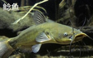 鲢鱼和鲶鱼的区别,鲢鱼是滤食性鱼类、鲶鱼是捕食性鱼类