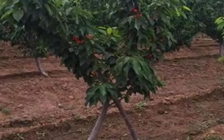 车厘子怎么种植,萌芽开花期、果实生长期都要追肥