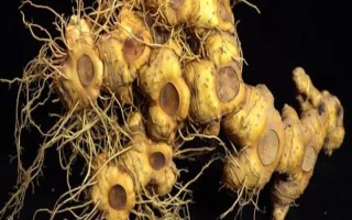 黄精有几种品种，分为鸡头黄精、姜形黄精、滇黄精