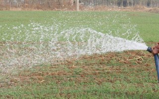 小麦浇越冬水有什么目的，可促进麦苗健壮生长