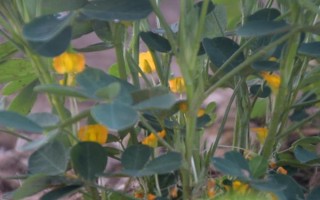 花生的生长过程，发芽出苗期大约为5-15天