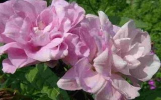 藤牡丹的养殖方法，生长期和花期每隔2-3天浇一次水