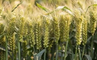 川麦68小麦种子特征特性，2013年高抗条锈病