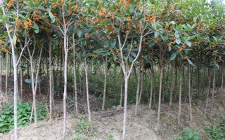 桂花树养几年才会开花，养殖4-5年才可以开花