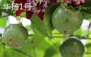 百香果品种有哪些，在国内种植比较多