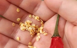 菜椒一亩地产多少斤，一般能产1-2千斤左右