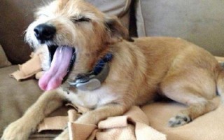 狗狗口臭的原因,可能是患有口腔和牙科病