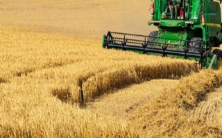 小麦什么时候成熟，不同地区的成熟时间不同