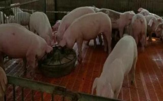 猪各个阶段用什么饲料，不同阶段的饲料配比不同