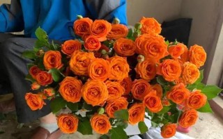 橙芭比的花语，寓意神秘的爱、羞怯等