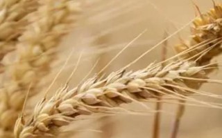 轮选103小麦品种简介，平均生育期为242天