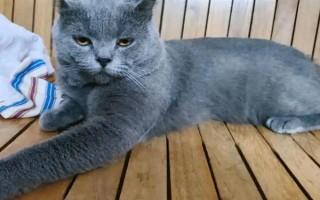 猫瘟初期的症状,病猫有精神萎靡、食欲不佳等表现
