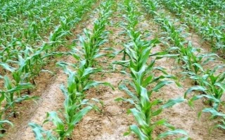隆科3号玉米种子特点,密度4500株/亩