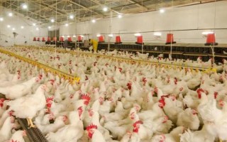 鸡能活多少年，通常鸡能活13年左右