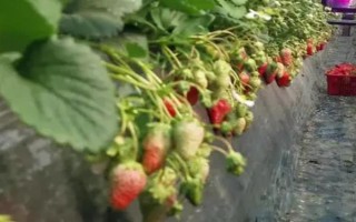 哪些因素会影响草莓膨大,主要有种子、温度、光照等5个原因