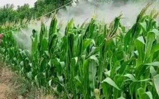 山玉13玉米品种简介，生育期132天