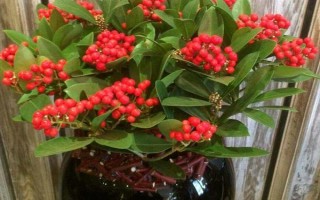 金玉满堂的寓意，寓意吉祥富贵、家丁兴旺等