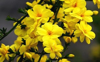 春天开什么花，常见的有桃花、樱花、迎春花等