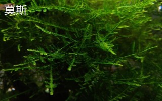 缸里有鱼后如何种植水草，首先选择生长健康、没有遭受病虫害的水草