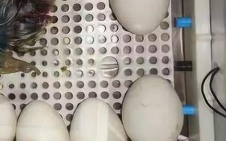 鹅蛋啄壳后要人工剥开吗，要根据情况决定是否进行人工助产