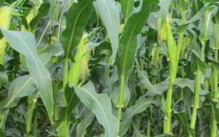 珠糯808玉米品种简介，每亩播种3000－3200株