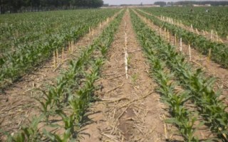 金禾666玉米种简介，适合中等肥力以上地块种植