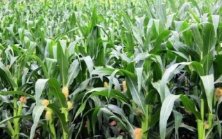 登海2098玉米种子特点,适宜播种期6月上旬至中旬