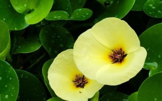 萍蓬草的养殖方法，适宜在阳光充足且温暖的环境下生长