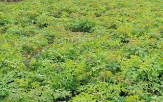 冬季种植中药材如何防冻害，尽可能要使植株的根系在土壤中的深度加深