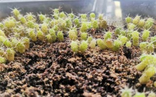 仙人掌怎么浇水,春秋季节每隔半个月浇一次