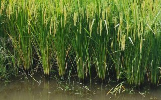 稻田养鱼技术，水位控制在8厘米左右