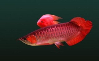 龙鱼如何养殖，体型大需较大空间