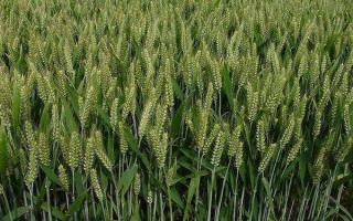 孟麦023小麦种子简介，如延期播种