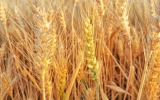 粮食农作物可以分为哪三类,谷类、豆类和薯类作物三大类