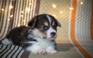 幼犬30天断奶后吃什么东西，建议喂食宠物专用的羊奶粉