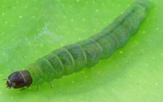 五味子卷叶虫用什么药，可以使用辛硫磷、磷铵乳油等