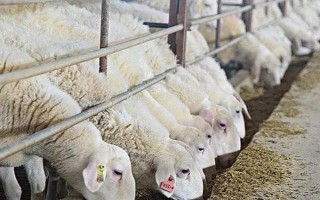 圈养羊如何正确喂养,要定时定量进行饲喂