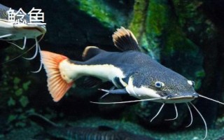 白狐4号鱼钩适钓鱼种,可用来垂钓2斤左右的鱼类